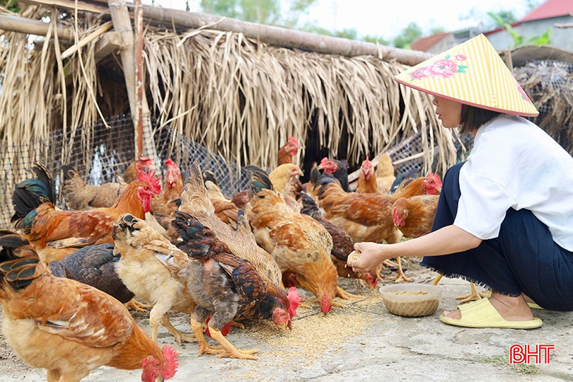 Tăng “sức đề kháng” cho đàn vật nuôi sau mưa bão