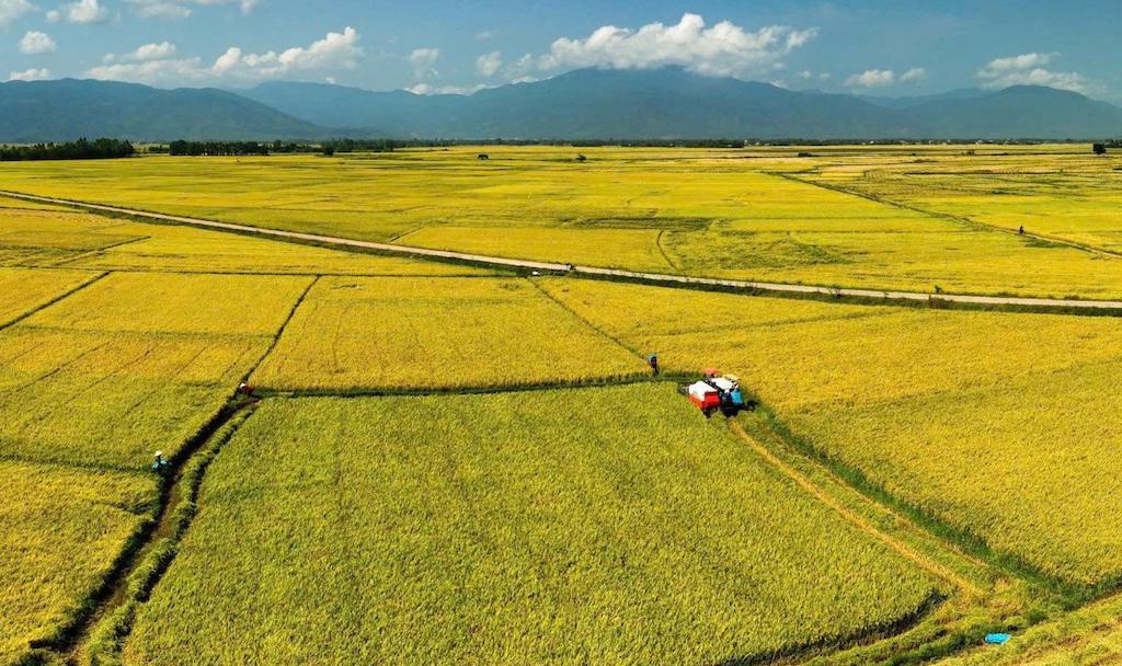 Đắk Lắk: Cánh đồng VietGAP tạo nền tảng cho tài sản trí tuệ hạt gạo Ea Kar