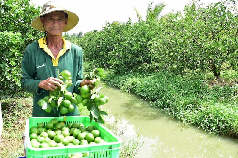Hợp tác xã đưa chanh không hạt Vĩnh Long đi xa bằng tài sản trí tuệ
