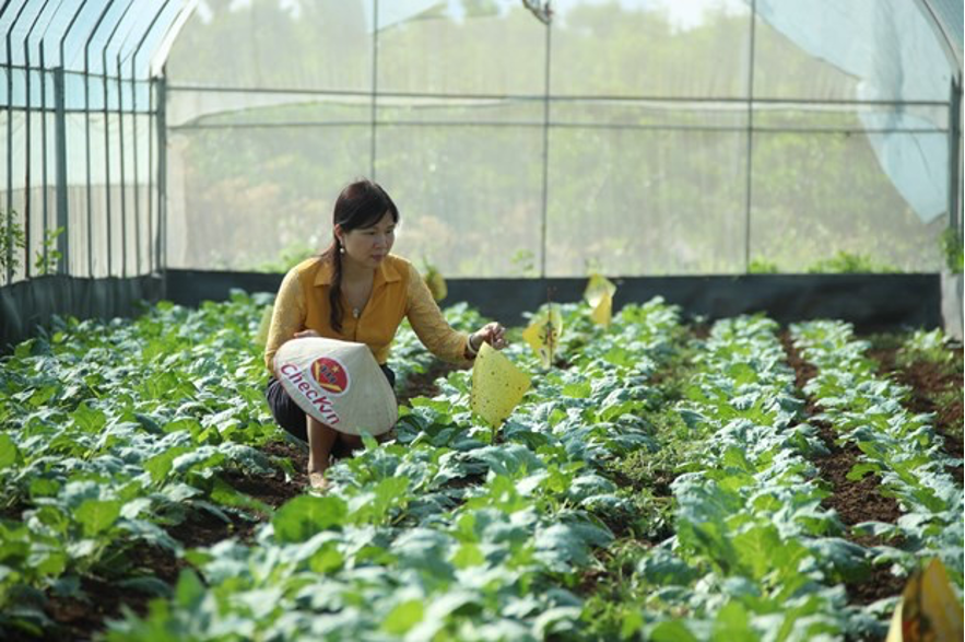 HTX hữu cơ 'đau đầu' tìm đơn vị chứng nhận để ‘chọn mặt gửi vàng’
