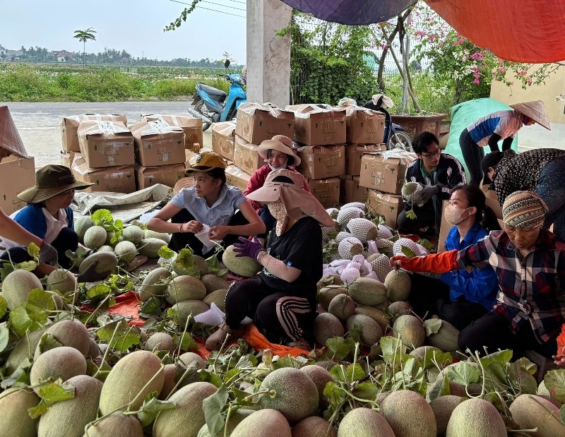 Người dân, HTX khẩn trương thu hoạch rau quả chạy bão số 3-bão Wipha