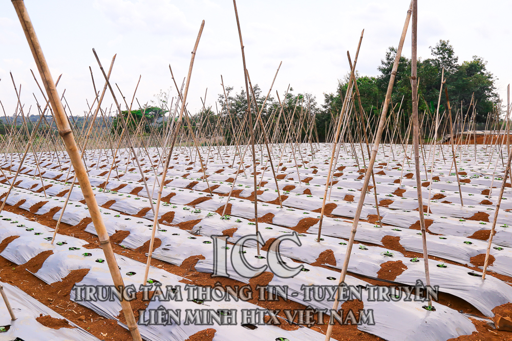 Sự kiện Quý II