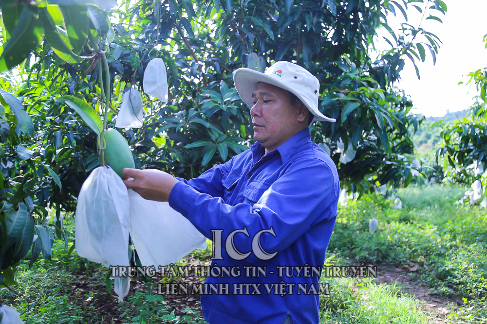 HTX Hương Xoài và HTX nông nghiệp anh toàn Chiềng Hặc – Sơn La nỗ lực xuất khẩu Xoài sang thị trường Mỹ, Trung.