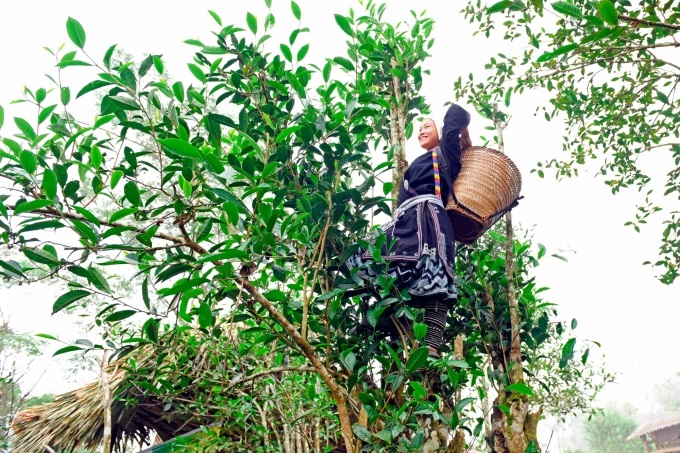 Vùng chè hữu cơ lớn nhất xứ Tuyên