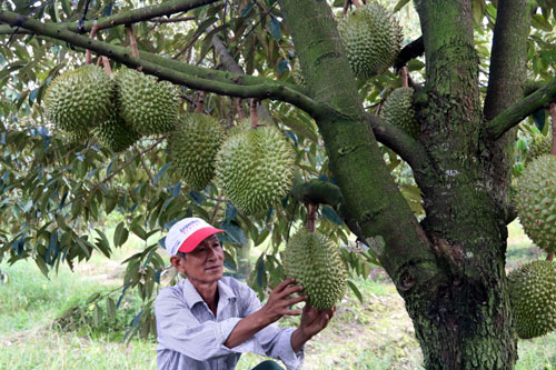 Khơi dòng chảy trái cây Tiền Giang đến với thị trường