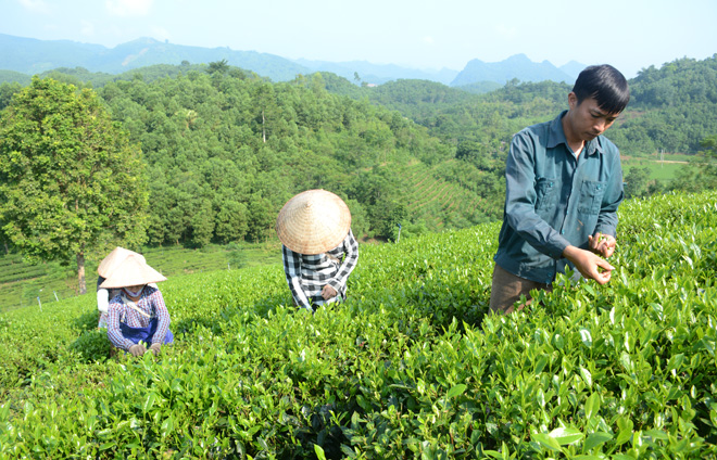 Hợp tác xã chè Ngân Sơn Trung Long đa dạng hóa hình thức sản xuất chè sạch