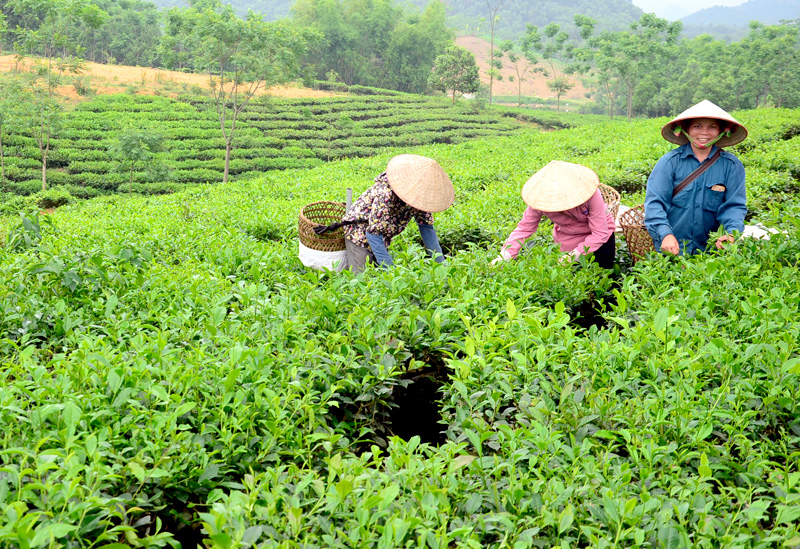Khuyến khích các hợp tác xã liên kết sản xuất tại Tuyên Quang