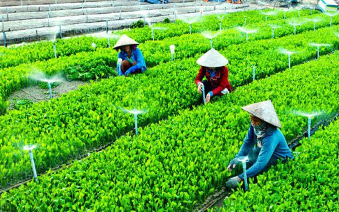 Hợp tác xã phi nông nghiệp khó thu hút vốn đầu tư