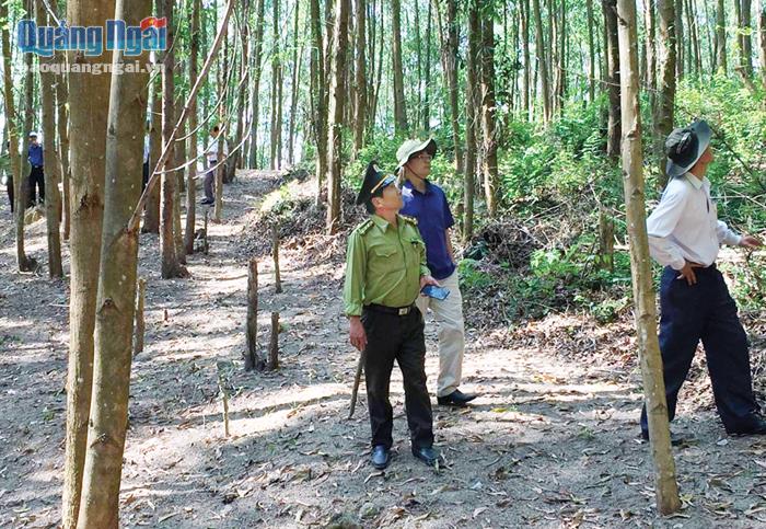 Quảng Ngãi: Thành lập hợp tác xã lâm nghiệp: Giải pháp phát triển kinh tế rừng bền vững