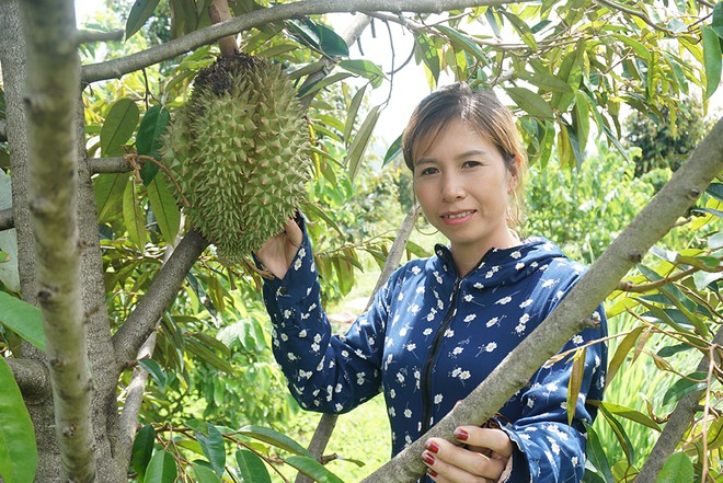 Nông trại trái cây sạch rộng 40 ha