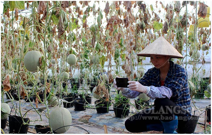 Sử dụng mạng xã hội quảng bá sản phẩm: Cách làm mới trong kinh doanh của các hợp tác xã nông nghiệp