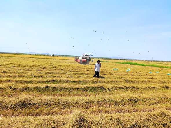 Đắk Lắk: Liên kết sản xuất: Thành công nhìn từ một hợp tác xã nông nghiệp