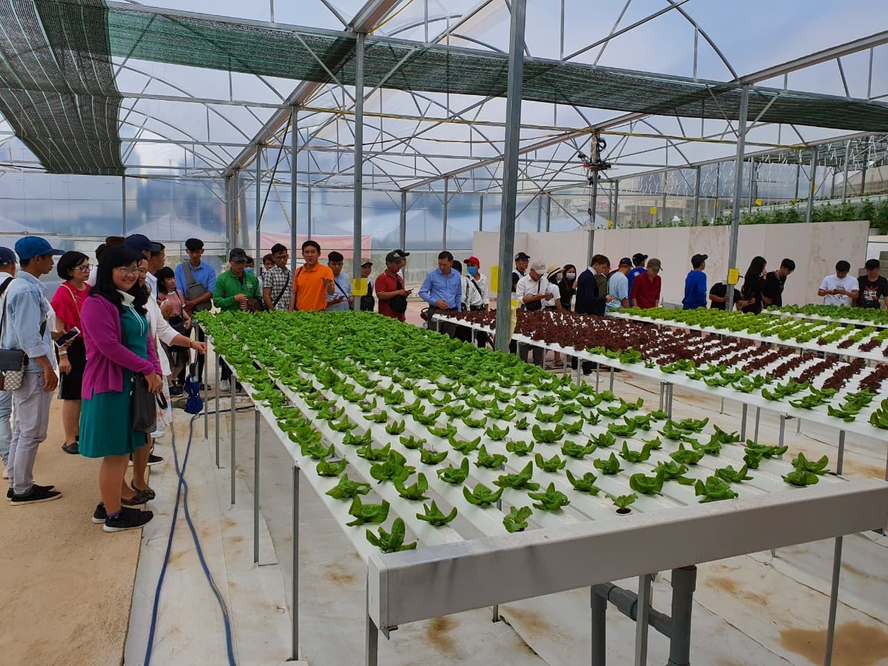 Công ty CETIC và HTX NN SUNFOOD DALAT liên kết thực hiện dự án " Du lịch Canh nông'' 