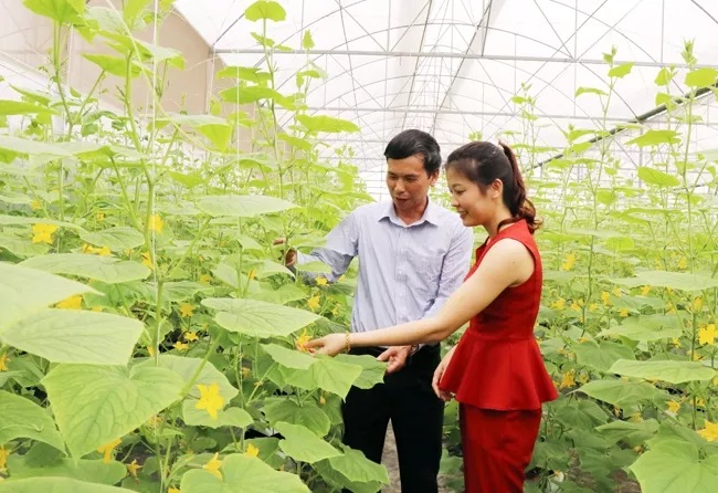 Bắc Ninh tập trung phát triển nông nghiệp hàng hóa