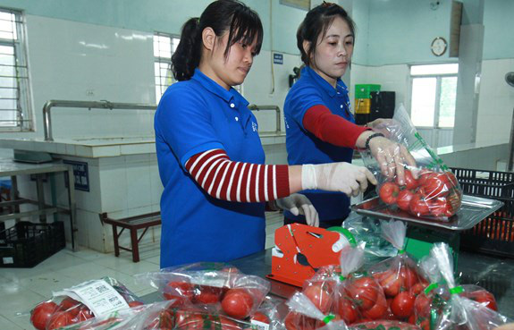 Hà Nội “hồi sức” hợp tác xã nông nghiệp