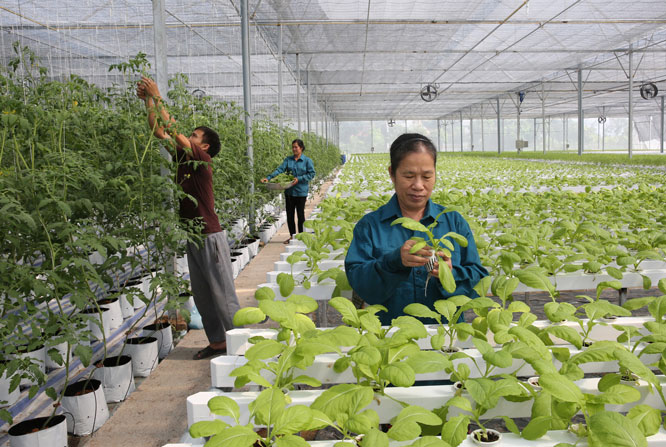 Phát triển HTX nông nghiệp kiểu mới: Sớm khơi thông những "điểm nghẽn"