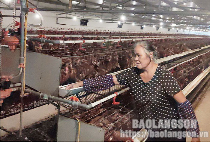 Làm giàu từ nông sản sạch