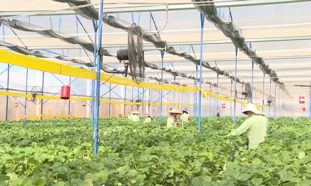 Lâm Đồng : Hợp tác xã nông nghiệp gặp khó trong chuyển đổi số
