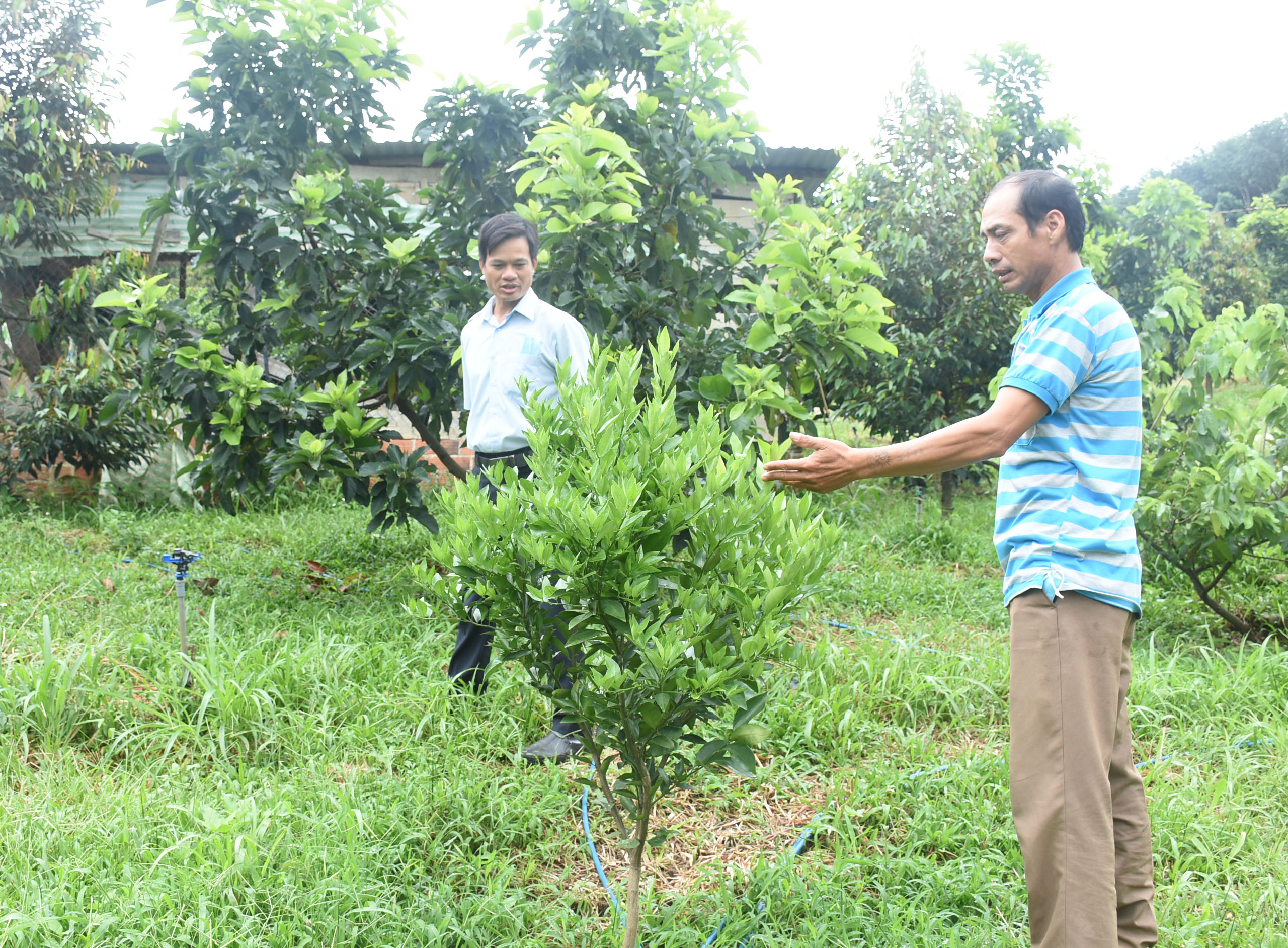 Kontum: Phát triển hợp tác xã trong lĩnh vực nông nghiệp