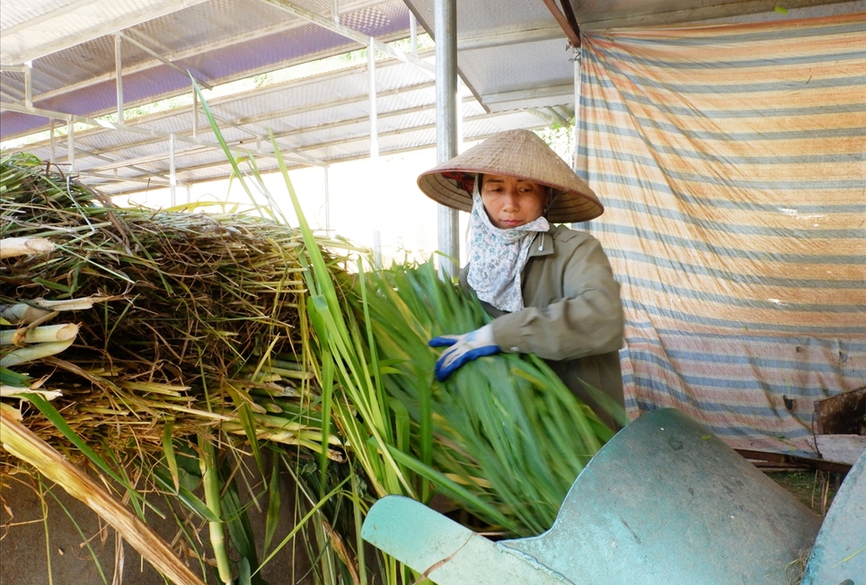 Làm giàu từ nuôi bò giống "nội" của một HTX vùng cao