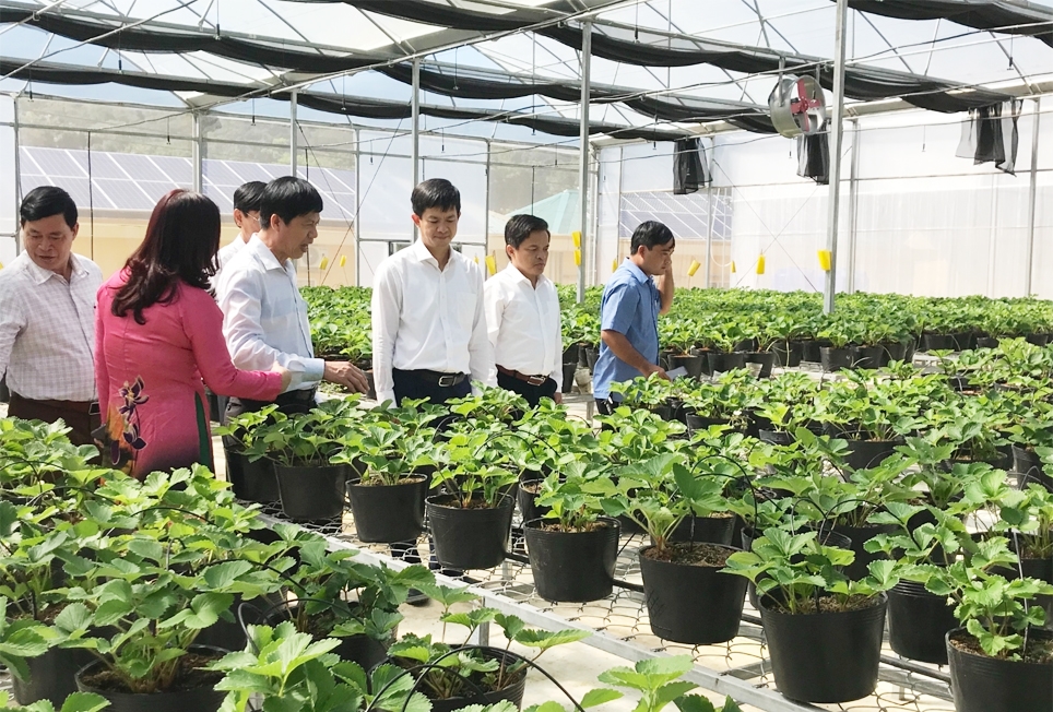 Triển vọng từ những mô hình nông, lâm nghiệp ở huyện Hướng Hóa