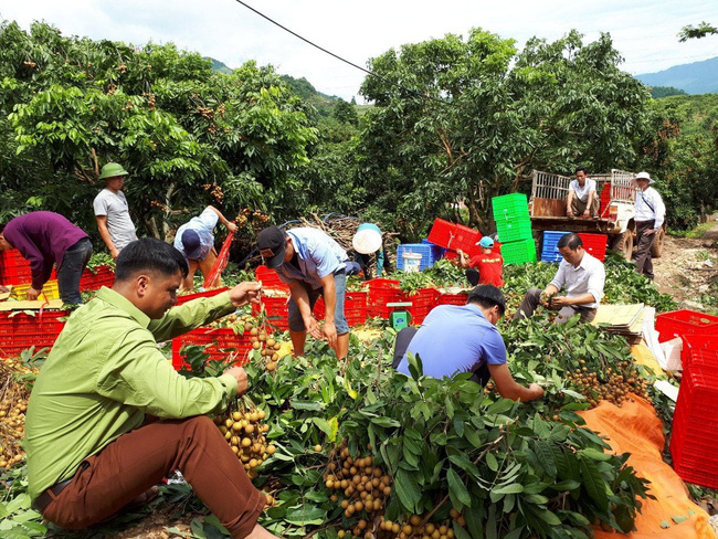 Phát triển hợp tác xã gắn với giảm nghèo và xây dựng nông thôn mới