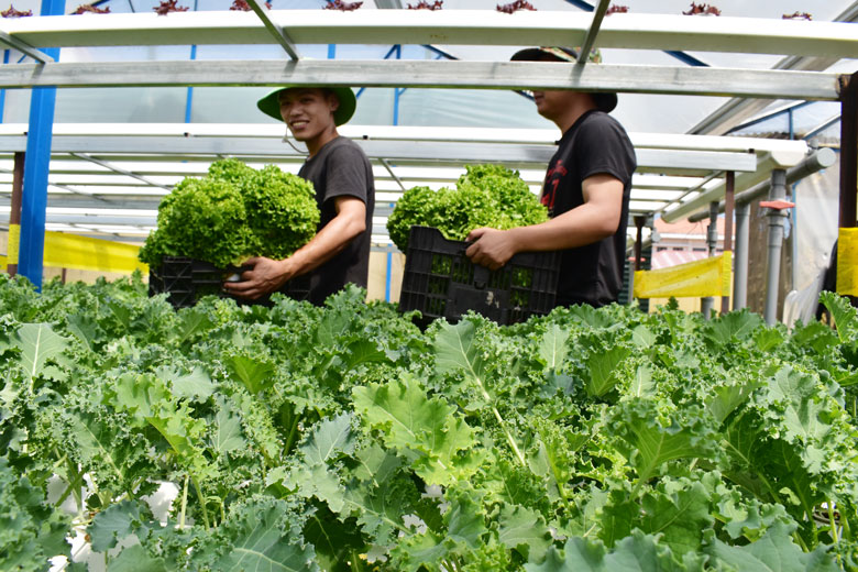 Lâm Đồng: Kinh tế trang trại phát triển nhanh, nhưng chưa đồng đều