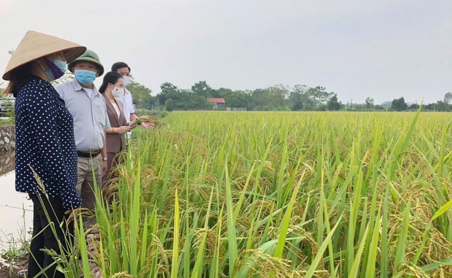 Liên kết tiêu thụ lúa gạo tại Hà Nội: Mang lại nhiều lợi ích
