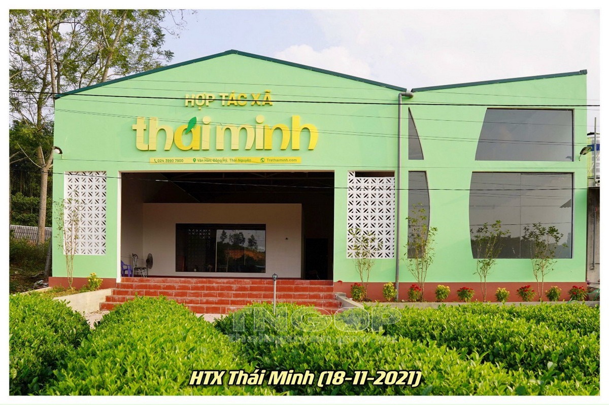 Hợp tác xã Thái Minh: Nhiều sản phẩm chè được cấp chứng nhận sản phẩm tiêu biểu