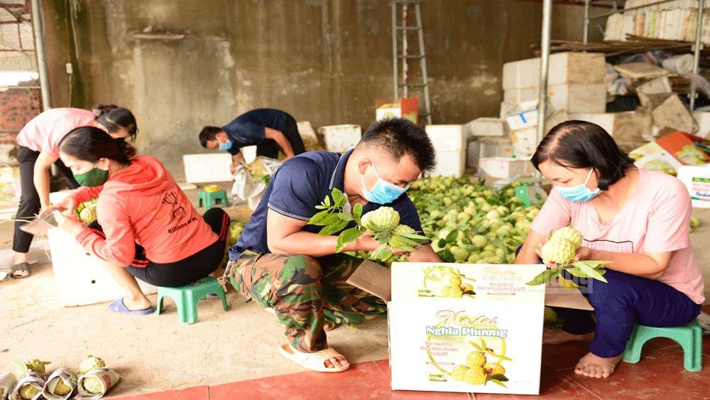 Na Lục Nam: Mất mùa vẫn lo “đầu ra”