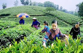 Vai trò của Liên minh hợp tác xã, Mặt trận Tổ quốc và các tổ chức chính trị - xã hội đối với phát triển kinh tế tập thể, hợp tác xã