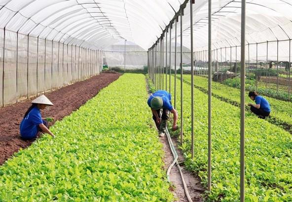 Chính sách hỗ trợ hợp tác xã cần mạnh hơn, tập trung hơn