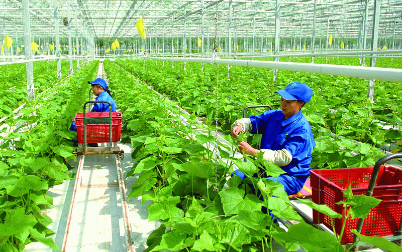 Kinh tế nông thôn chậm chuyển biến, nhiều hợp tác xã địa phương có doanh thu thuần dưới 1 tỷ đồng