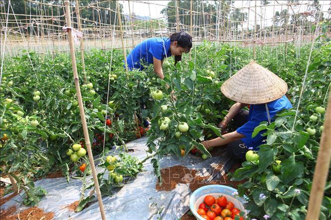 Bài 2: Dấu chân hợp tác xã trên hành trình xanh