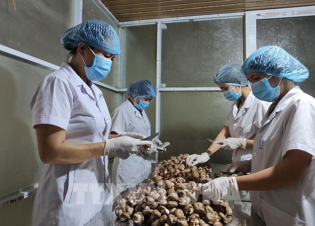 Nữ nông dân ở Bố Trạch (Quảng Bình) vươn lên làm giàu với sản phẩm OCOP