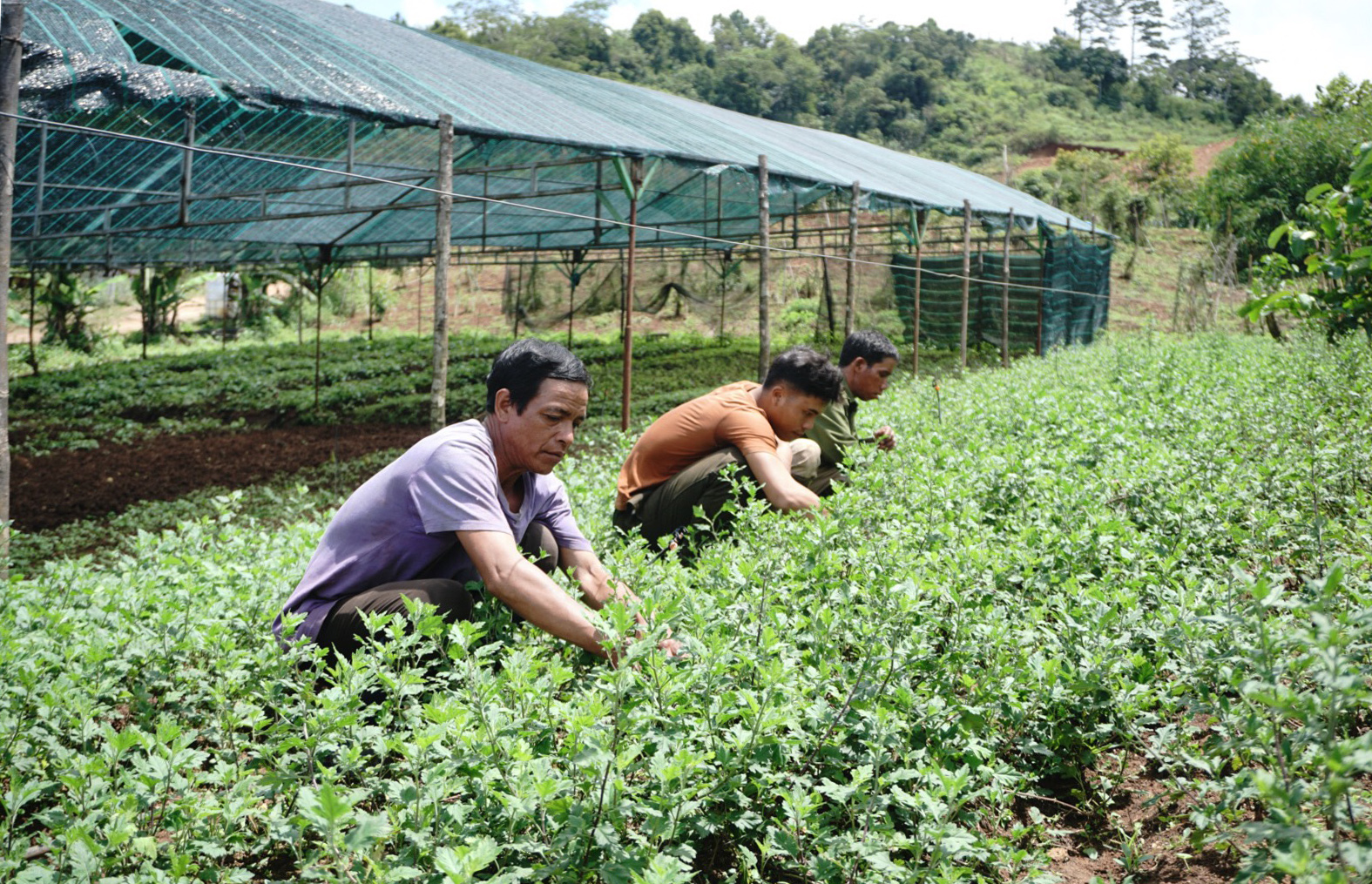 Tu Mơ Rông: Thúc đẩy liên kết phát triển hợp tác xã