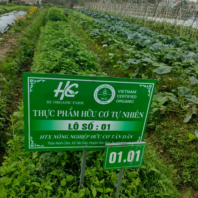 Kinh tế tập thể-Thích ứng an toàn, sản xuất hiệu quả