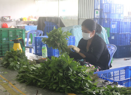 Đổi mới, phát triển, nâng cao hiệu quả kinh tế tập thể