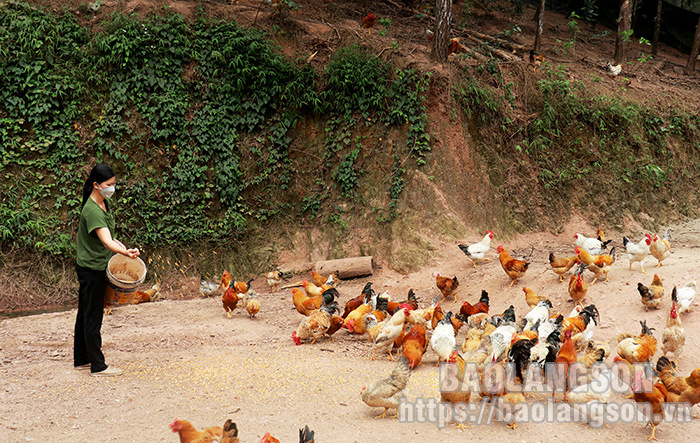 Hợp tác xã Nông nghiệp Thành Đạt: Hiệu quả từ liên kết chăn nuôi