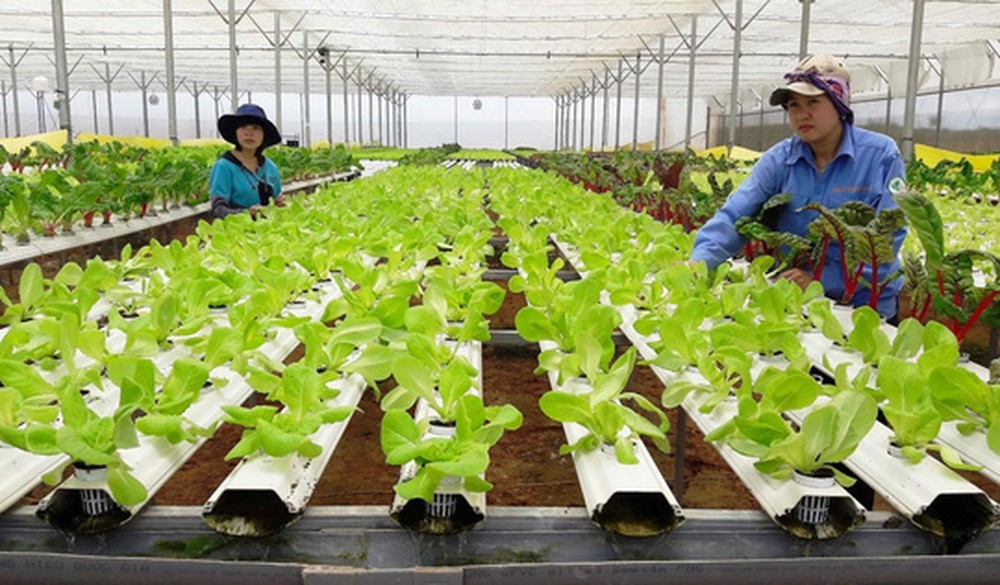 Hiện đại hóa thủ tục đăng ký Hợp tác xã để nâng cao hiệu quả quản lý nhà nước
