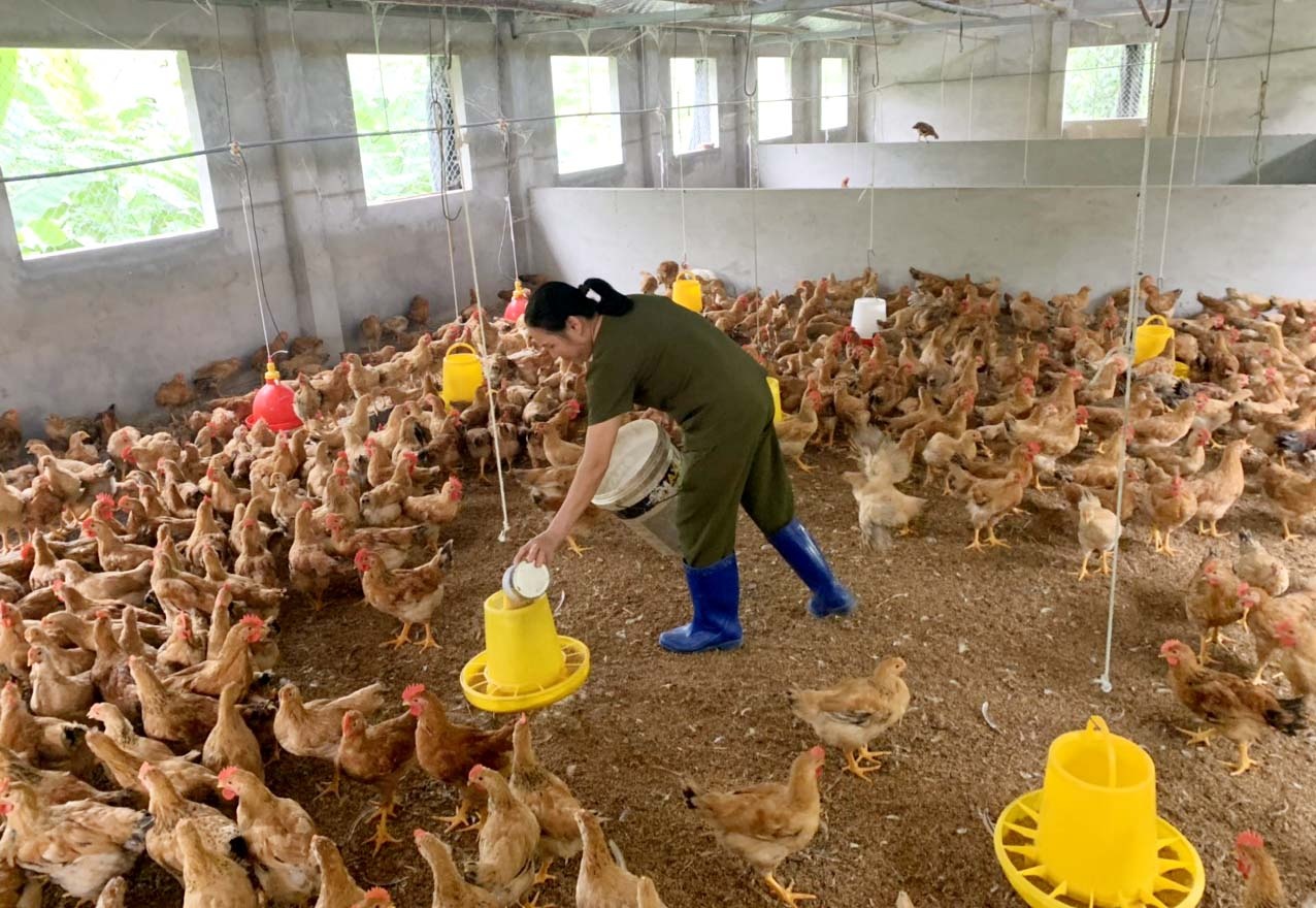 Chăn nuôi an toàn sinh học, hướng đi hiệu quả của nhiều hợp tác xã