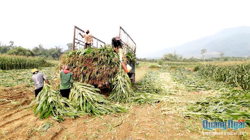 Nhiều hợp tác xã gặp khó vì mã số thuế
