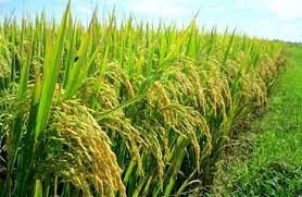 Hoạt động hiệu quả của Hợp tác xã kinh doanh, dịch vụ nông nghiệp Long Điền I