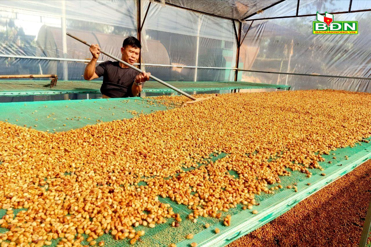 HTX Thanh Thái gia tăng giá trị nhờ sản xuất cà phê đặc sản