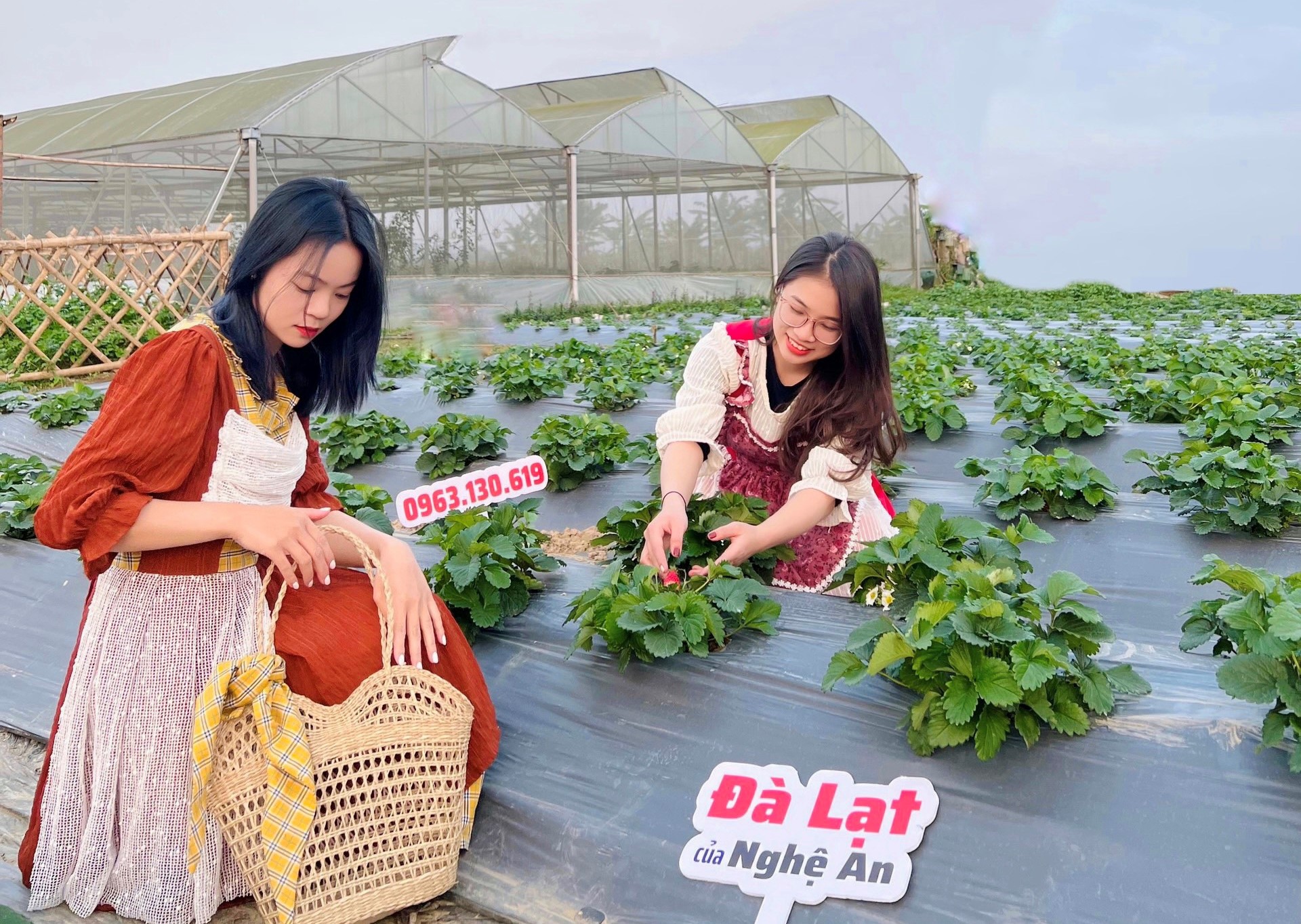 Chàng trai 9X mang dâu tây Đà Lạt về xứ Nghệ