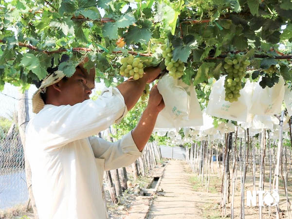 Tăng cường củng cố các hợp tác xã nông nghiệp