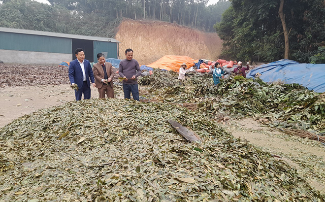 Kinh tế hợp tác xã - “bà đỡ” của nông dân Yên Bái