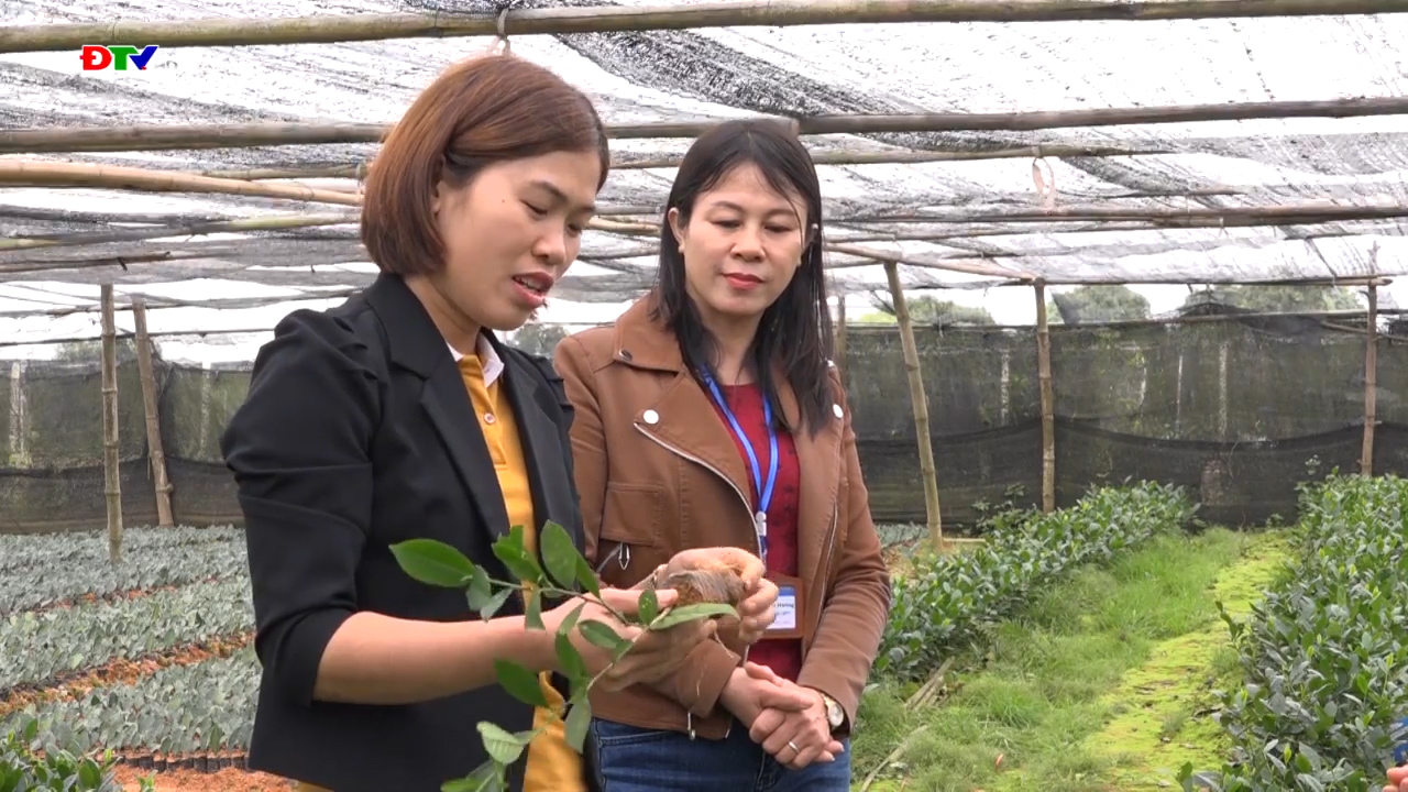 Khởi nghiệp từ mô hình kinh tế hợp tác xã tại Hoàng Nông