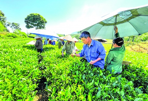 Phát triển kinh tế tập thể: Cần chiếc áo “thể chế” rộng hơn