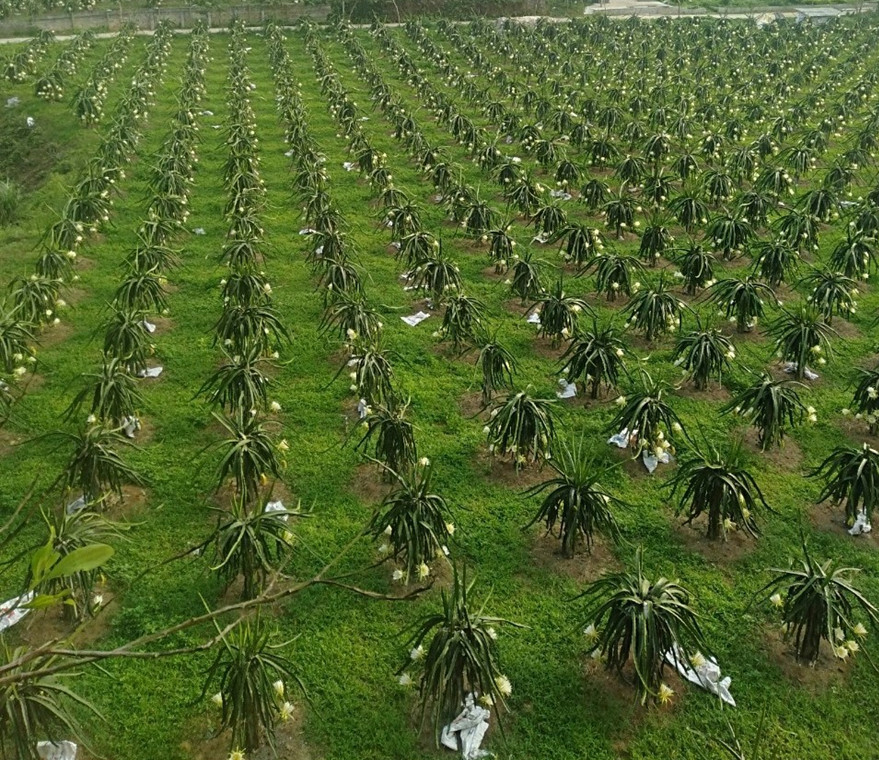 Hợp tác xã nông nghiệp tỉnh Phú Thọ nỗ lực vượt qua khó khăn, tiếp tục ổn định và phát triển